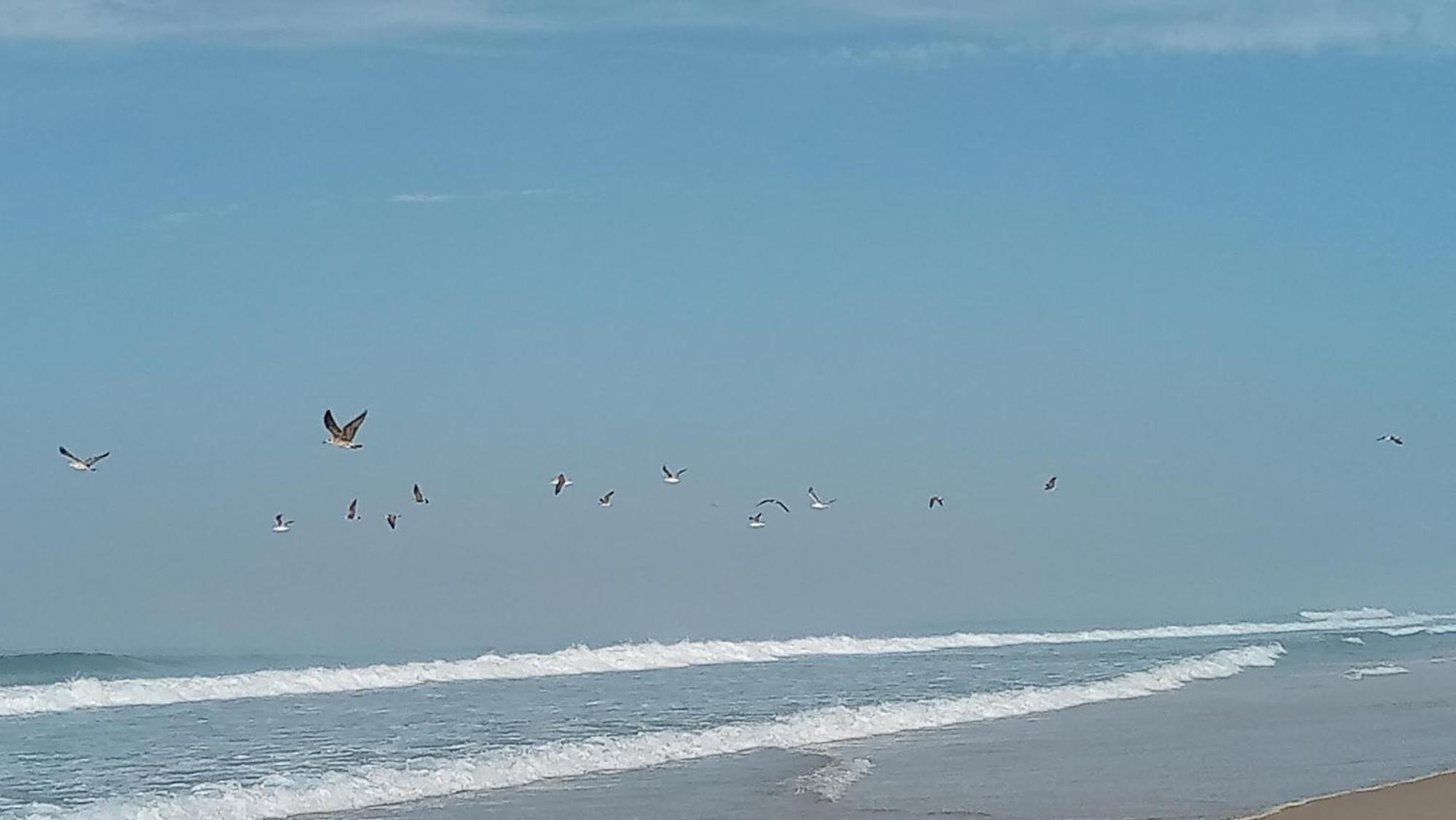 Casa Do Brejao Campo E Praia Odemira Kültér fotó